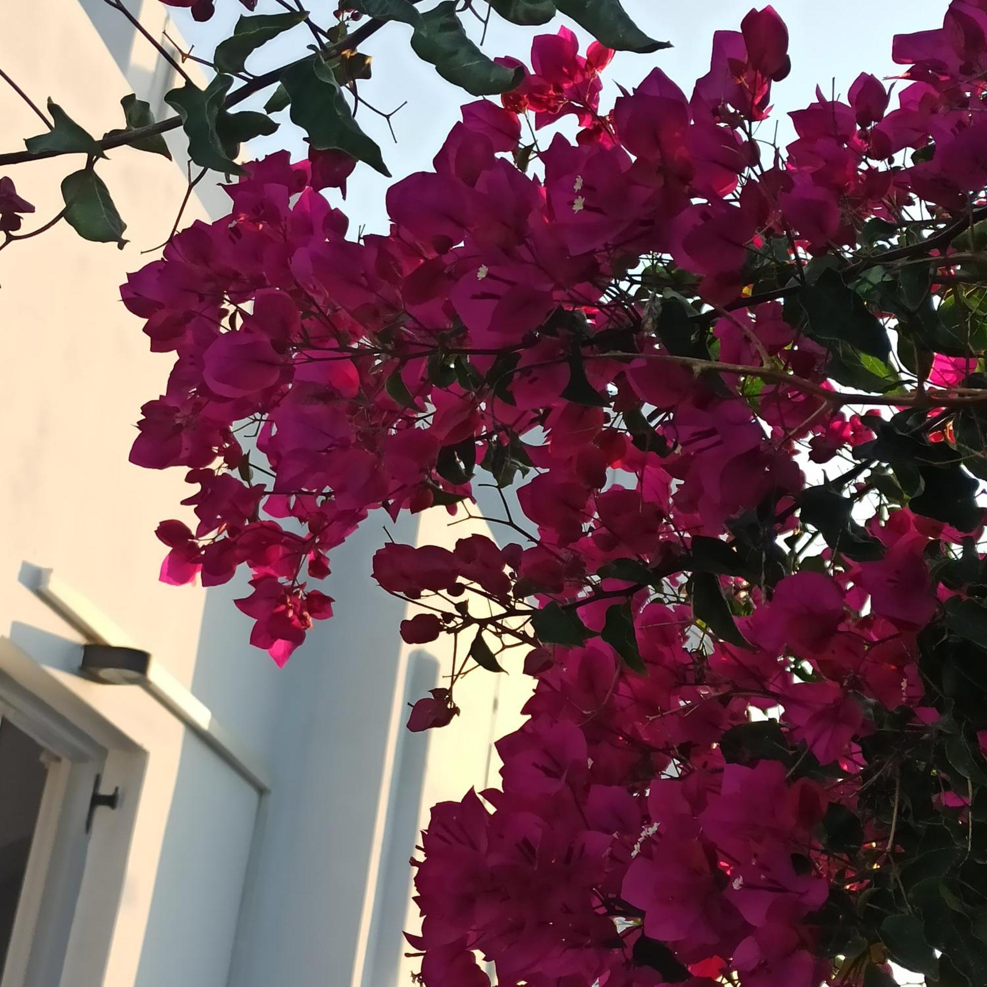 Isalos Paros Zambujeira do Mar Dış mekan fotoğraf